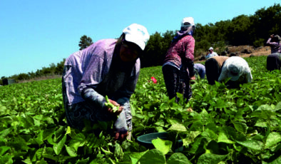 Büyükşehir’in dağıttığı tohumlar toprakla buluştu, verim çiftçinin yüzünü güldürdü